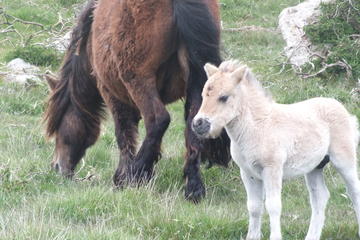 Magical Dartmoor: One Day Luxury Private Guided Tour from Devon