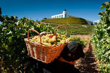 Wine Tasting Tour from Santiago: Casablanca Valley and Four Vineyards