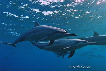 Reef and Dolphin Snorkel Eco Adventure
