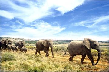 Full-Day Addo Elephant National Park Safari from Port Elizabeth