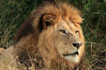 Port Elizabeth Shore Excursion: Full-Day Addo Elephant National Park Safari