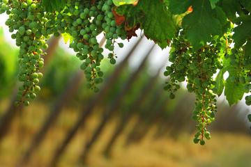 Franciacorta Wine-Tasting and Fashion Tour from Milan