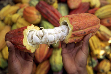 One-Way Private Tour to Cajas National Park and Cocoa Farm from Guayaquil to Cuenca