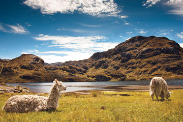 Private Tour to Cajas National Park Including Cloud Forest Hike