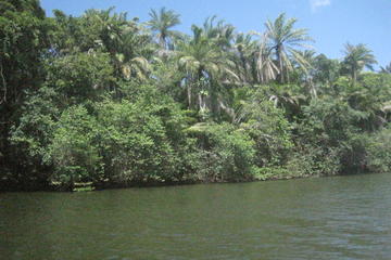 Private Jungle Boat Tour to Sapiranga Natural Reserve from Abrantes
