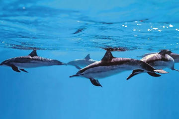 Dolphin watch experience in Mallorca