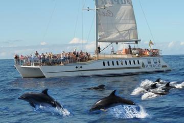 Dolphin watching and visit to Mogan with the catamaran Supercat