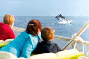 Experience a sunrise with dolphins