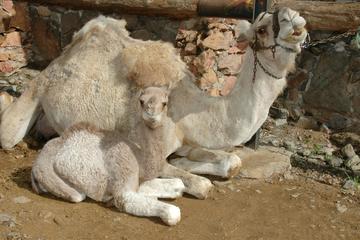 Gran Canaria Arteara Camel Park Camel Ride with Lunch and Transfers