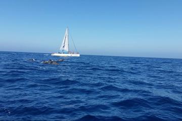 Gran Canaria Catamaran Cruise from Mogán