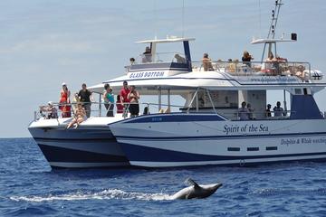 Gran Canaria Whale and Dolphin Spotting Cruise with Optional Swim Stop