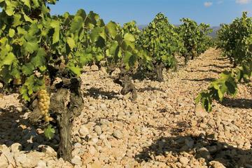 Mallorcan Wine and Food Experience