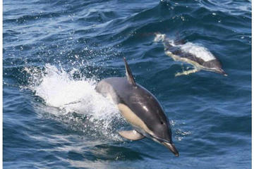 Royal Dolphin Half Day Whale watching excursion in Tenerife