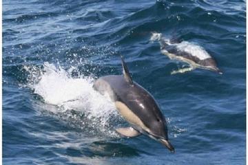 Royal Dolphin Whale watching excursion