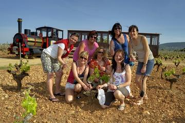 Winery Gourmet Tour in Mallorca