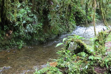 Day trip to Natural Reserve la planada