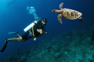 Scuba Diving Day Trip from Santa Marta