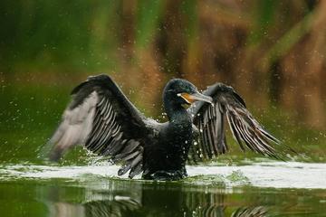 ECOLOGY AND SOFT BIRDWATCHING IN VILLA WETLANDS - 4HRS