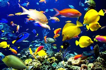Bahamian Snorkeling Adventure
