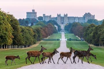 Private One Way or Round Trip Transfer: Heathrow Airport to Windsor