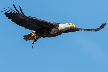 Wildlife on the Bow