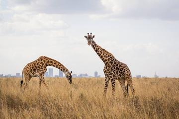 1 Day Glimpse of Wildlife Nairobi Tour