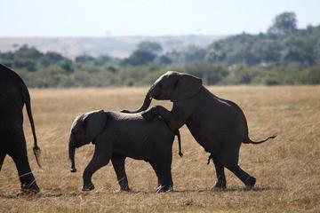 3-Day Amboseli National Reserve Safari from Nairobi