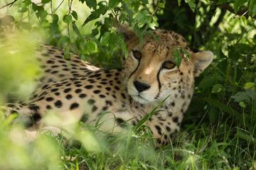 3-Day Samburu Luxury Safari