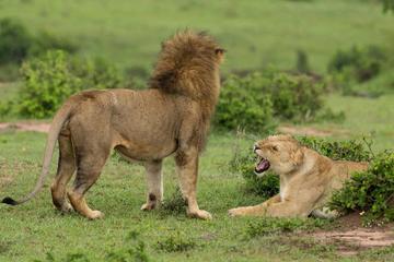 4-Day Maasai Mara and Lake Nakuru Safari from Nairobi