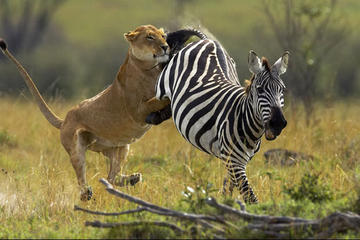 6-Day Masai Mara, Lake Nakuru and Amboseli Great Safari Tour from Nairobi