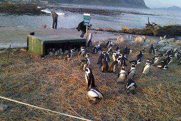 Coastal Road Cycle Day Tour from Cape Town