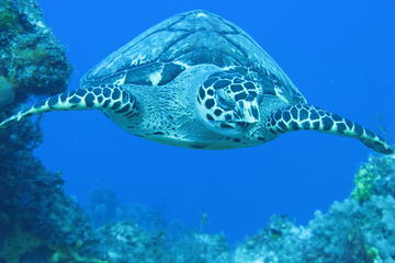 Private Discover Scuba Diving Course