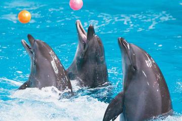 Dubai City Tour and Dolphin Show