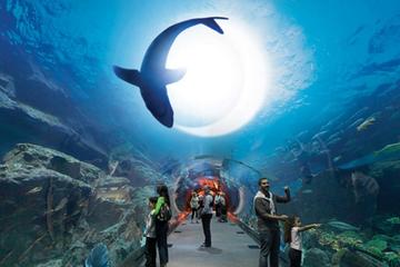 Dubai City tour and Dubai Mall Activities with Burj Khalifa