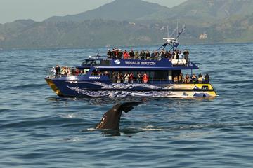 Full-Day Kaikoura Tour from Christchurch