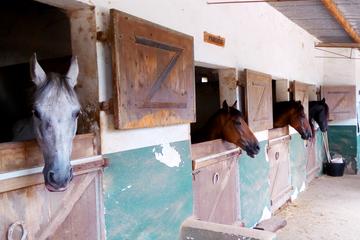 Beach Horseback Riding in Cartagena