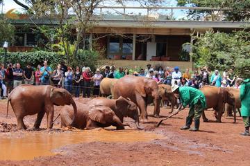 Giraffe Centre and David Sheldrick Half Day Tour