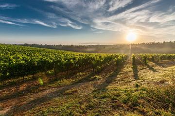 Adige Valley Wine Tour from Lake Garda