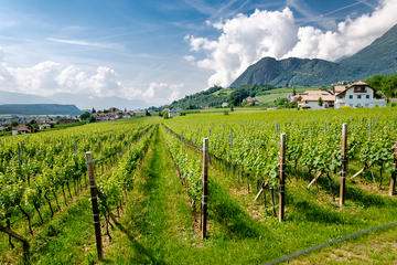 Half-Day White Wine tour from Lake Garda and visit of Borghetto hamlet