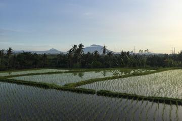 Jatiluwih Green Land Tour including Tanah Lot and Ulun Danu Bratan Temple