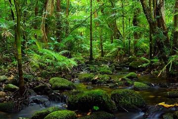 Cape Tribulation and Daintree Rainforest Day Trip from Cairns or Port Douglas