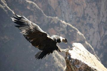 Full Day Trip to Colca Canyon from Arequipa