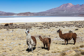 Salinas Salt Lagoon Small-Group Day Trip from Arequipa