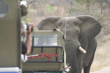 3 day just Kruger Park open vehicle safari get away