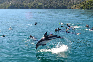 Half-Day Dolphin Eco-Tour from Picton