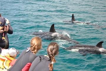 Half-Day Dolphin Viewing Eco-Tour from Picton