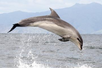Ship Cove and Dolphin Eco-Tour Cruise