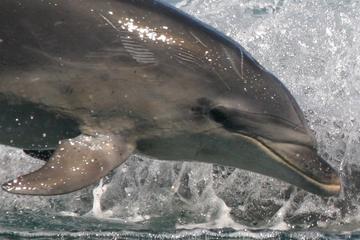 Wildlife and Dolphin Eco-Tour Cruise from Picton
