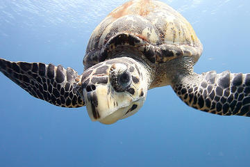 Grand Cayman Certified Scuba Diving Excursion