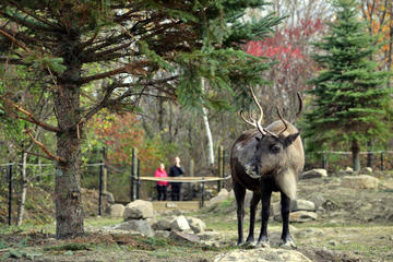 Ecomuseum Zoo: Discover Québec's Wildlife in Summer